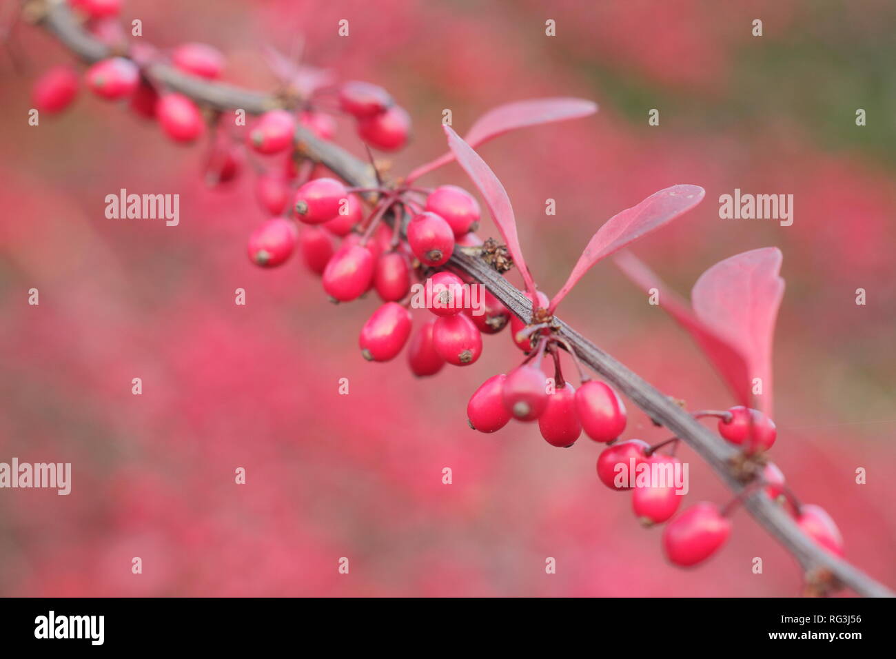 Berberis thunbergii atropurpurea Rose Glow". Autunno bacche e foglie di Berberis 'ROSY GLOW', chiamato anche il Giapponese Crespino,, Regno Unito Foto Stock
