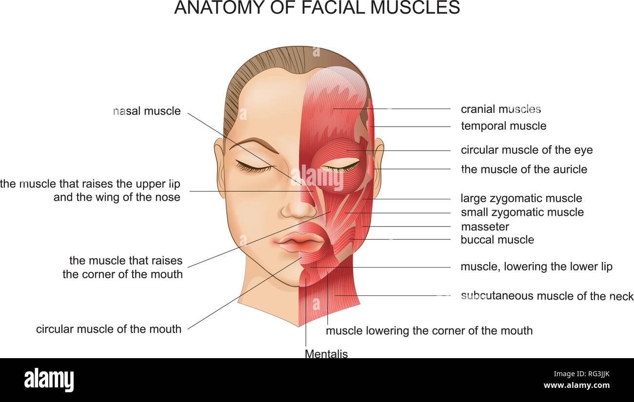 Illustrazione vettoriale di anatomia dei muscoli facciali. schema Illustrazione Vettoriale