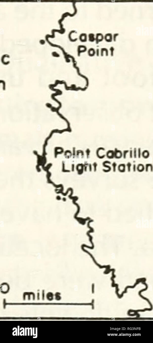 . California a base di pesce e selvaggina. Pesca -- California; gioco e gioco-uccelli -- California; Pesci -- California; popolazione animale gruppi; Pêches; Gibier; Poissons. Il movimento e la dispersione di abalone rosso 197 di abalone rosso. La linea di costa al punto Cabrillo è altamente esposta. Azione di onda ha eroso il terrazzo marino in modo tale che la fascia costiera è molto irregolare e delimitata da scogli (Figura 2). Così, il sito di studio contenuti vari gradi di esposizione e profondità risultante in uno spettro di habitat utilizzato da diverse classi di dimensione di abalone rosso. Oceano Pocific Caipor punto. Si prega di notare che questi im Foto Stock