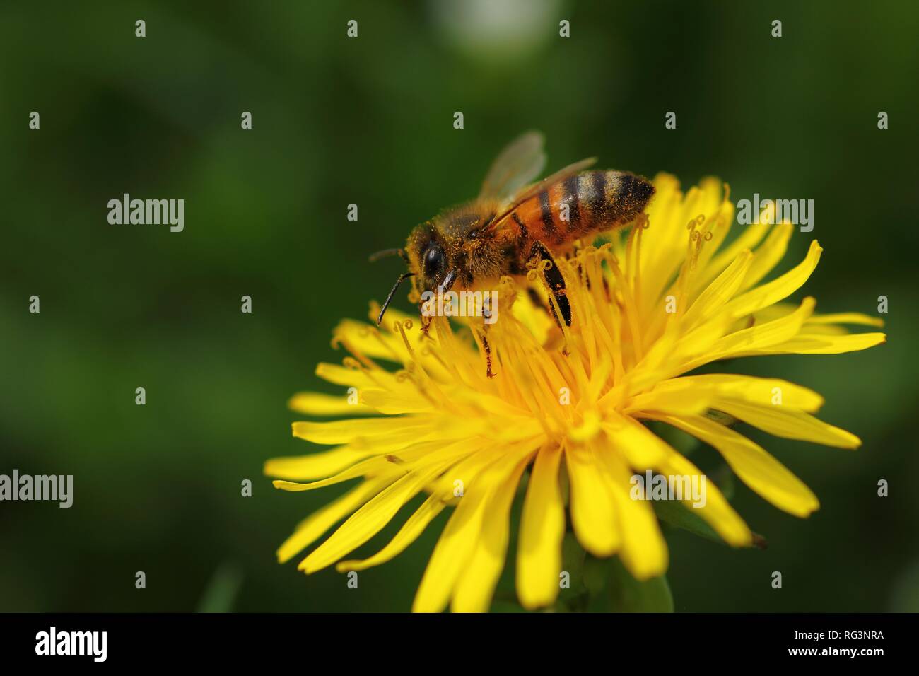 Il miele delle api raccogliendo il nettare dei fiori di dente di leone Foto Stock