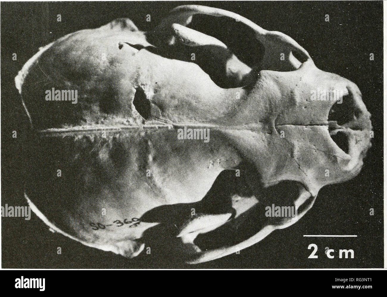 . California a base di pesce e selvaggina. Pesca -- California; gioco e gioco-uccelli -- California; Pesci -- California; popolazione animale gruppi; Pêches; Gibier; Poissons. 204 CALIFORNIA a base di pesce e selvaggina hanno sviluppato i seguenti criteri che riteniamo essere diagnostico di squalo bianco bites: 1. Deep stab-come punture; o molto lunghe (profonde o superficiali) lacera- zioni spesso associato con i tagli più piccoli o più intagli disposti in una linea o un arco, che spesso si verificano sulla fronte o vari aspetti della carcassa. 2. Dentellate per tagliare o graffiare il pattern su o attraverso la cartilagine o osso; di solito associato Foto Stock