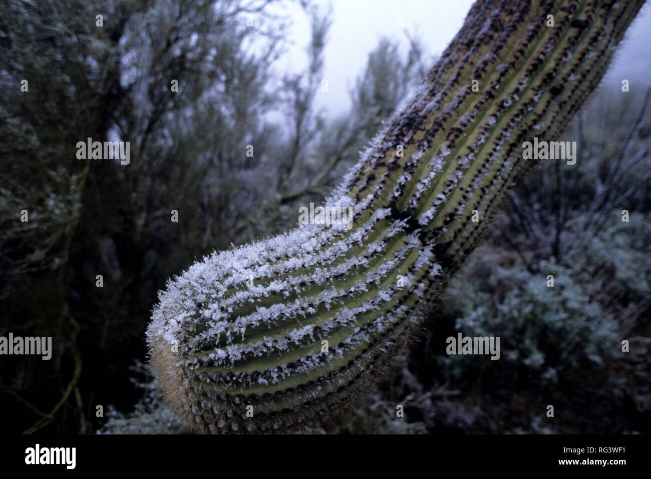 Stati Uniti d'America, Stati Uniti d'America, Arizona: neve su un cactus Saguaro. Foto Stock