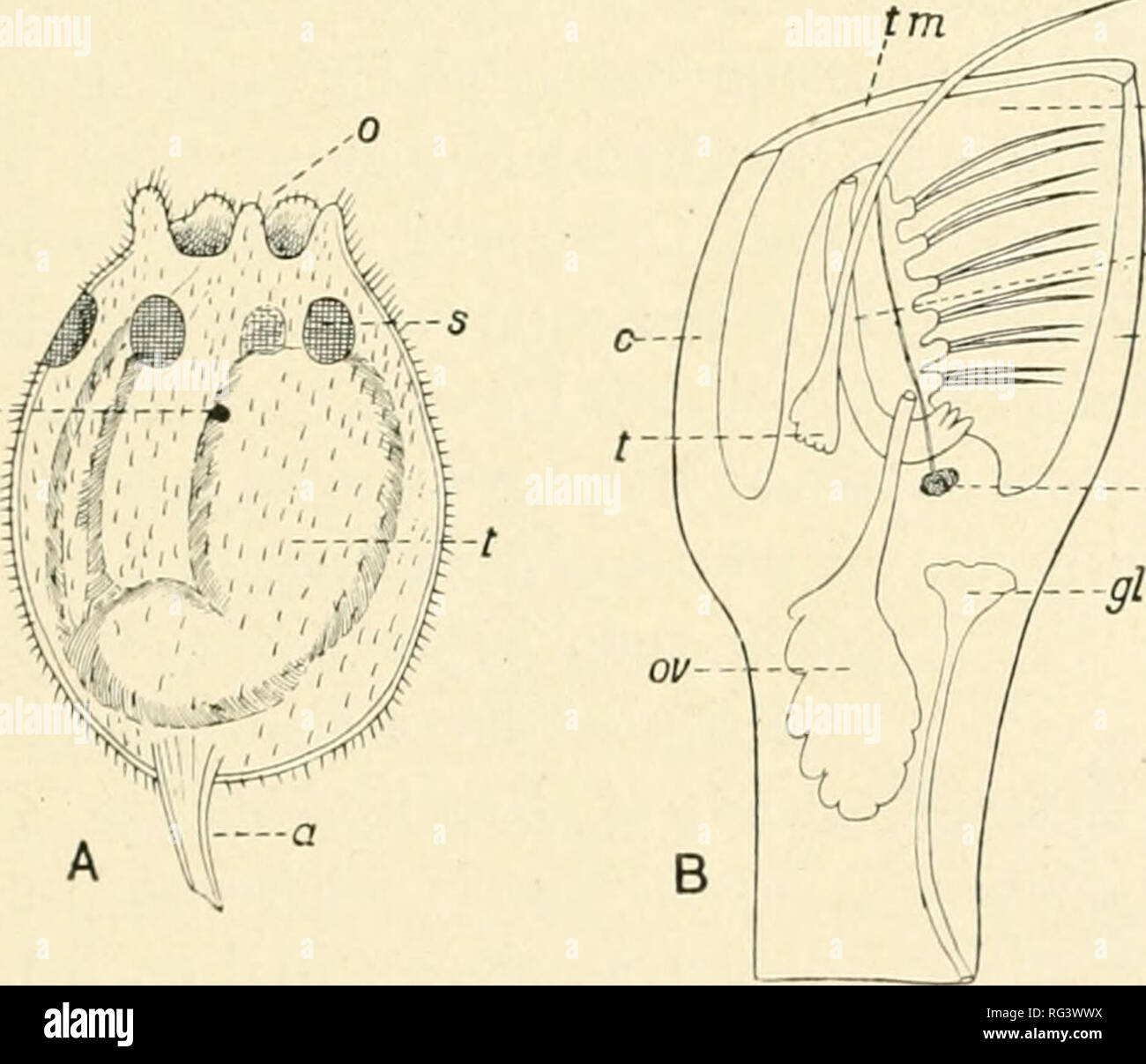 . Il Cambridge storia naturale. Zoologia. Anatomia 83 che vivono in grandi numeri attaclied a rocce e altri oggetti tra marea-marchi, il corpo è costruito su di un piano analogo, salvo che non vi è nessuna levetta, e il corpo è completamente racchiuso in un disco casella calcarea formata dal mantello, che, quando le valvole sono chiuse, come lo sono sempre durante la bassa marea, proteggere completamente l'animale all'interno dalla disseccazione o pericolo di qualsiasi tipo. Oltre al cemento-ghiandole situato nel peduncolo, siamo in grado di distinguere gli organi generativa, costituito da una coppia di ovaie e testicoli, la maggior parte di Ci Foto Stock