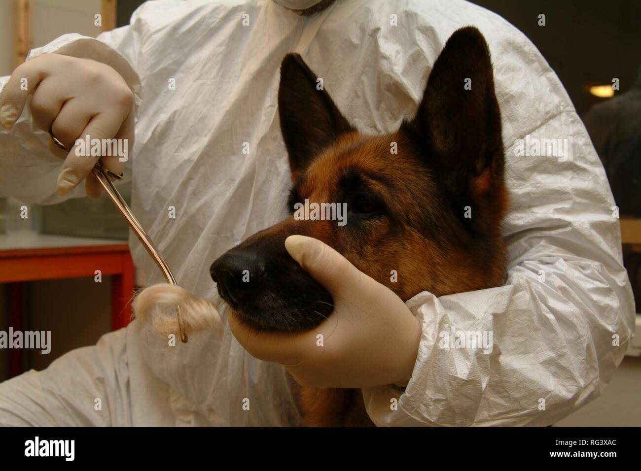 DEU, Germania, NRW: cani di polizia possono trovare l'odore di un criminale in una scena del crimine e confrontarlo con l'odore di un Foto Stock