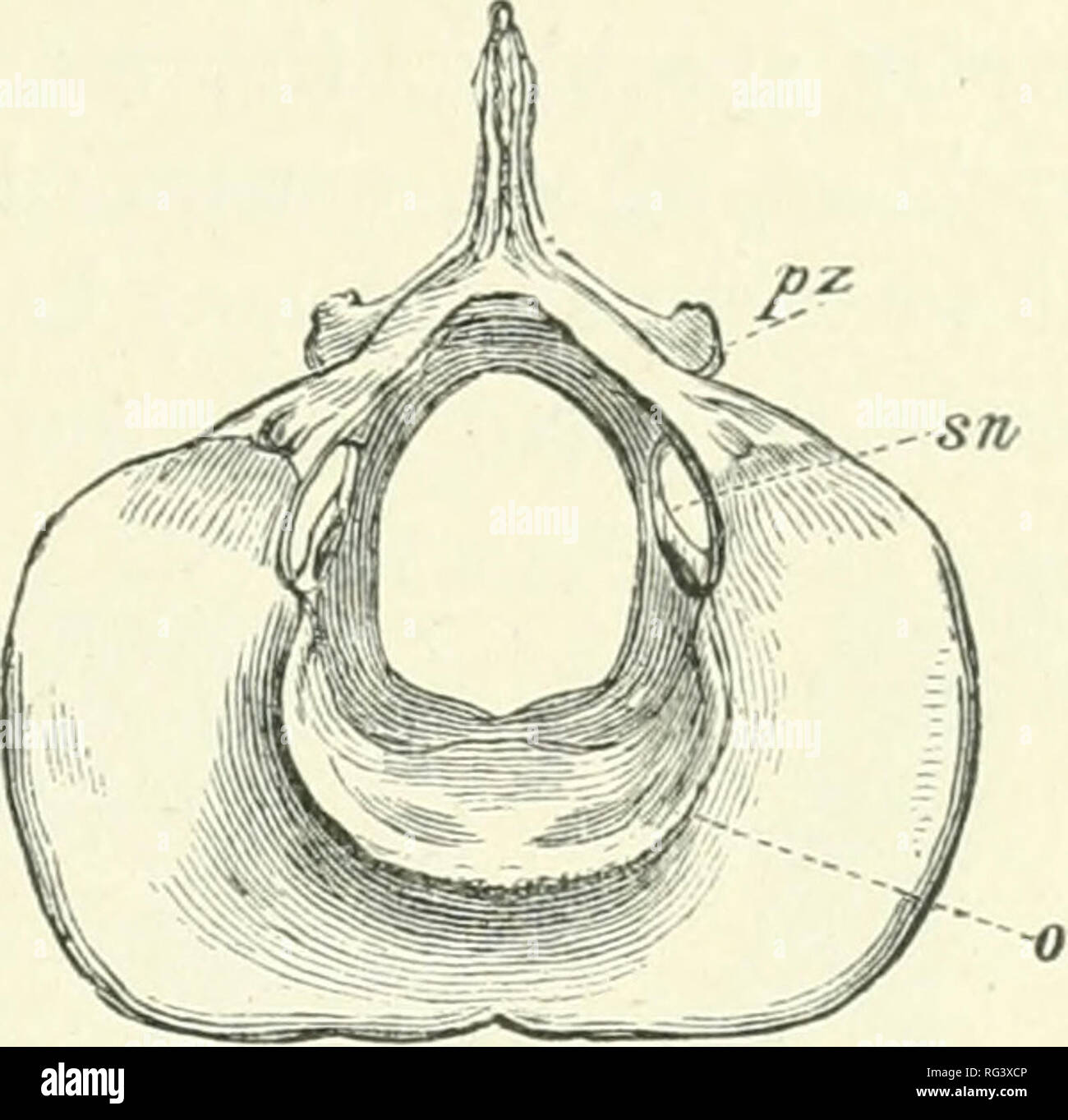 . Il Cambridge storia naturale. Zoologia. FiG. 10.-vista di lato di asse del cane. X |. 0, processo Odontoid ; pz, posteriore zygapophysis ; s, spin- processo di unità organizzative ; t, trasversale pro- cesso ; T, vertebrarterial canal. (Dal fiore di osteologia.) Fre. 11.-superficie anteriore di asse di cervi rossi, x f. 0, Odon- processo toid ; j!?s, posteiior zygapophysis ; sn, foramen per la seconda nervo spinale. (Dal fiore di osteologia.) binata mass. Le indicazioni di questo sono state registrate perfino nel soggetto umano. Le vertebre dorsali variano notevolmente in numero : nove {Hyper- ooclon) sembra essere il numero più basso esistente normalmente ; Foto Stock