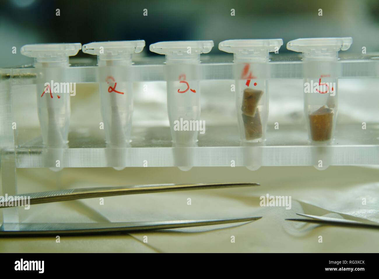 DEU, Germania, NRW: analisi del DNA. Una sigaretta è beeing preparato per l'analisi chimica del DNA. Questa sigaretta è stata trovata Foto Stock