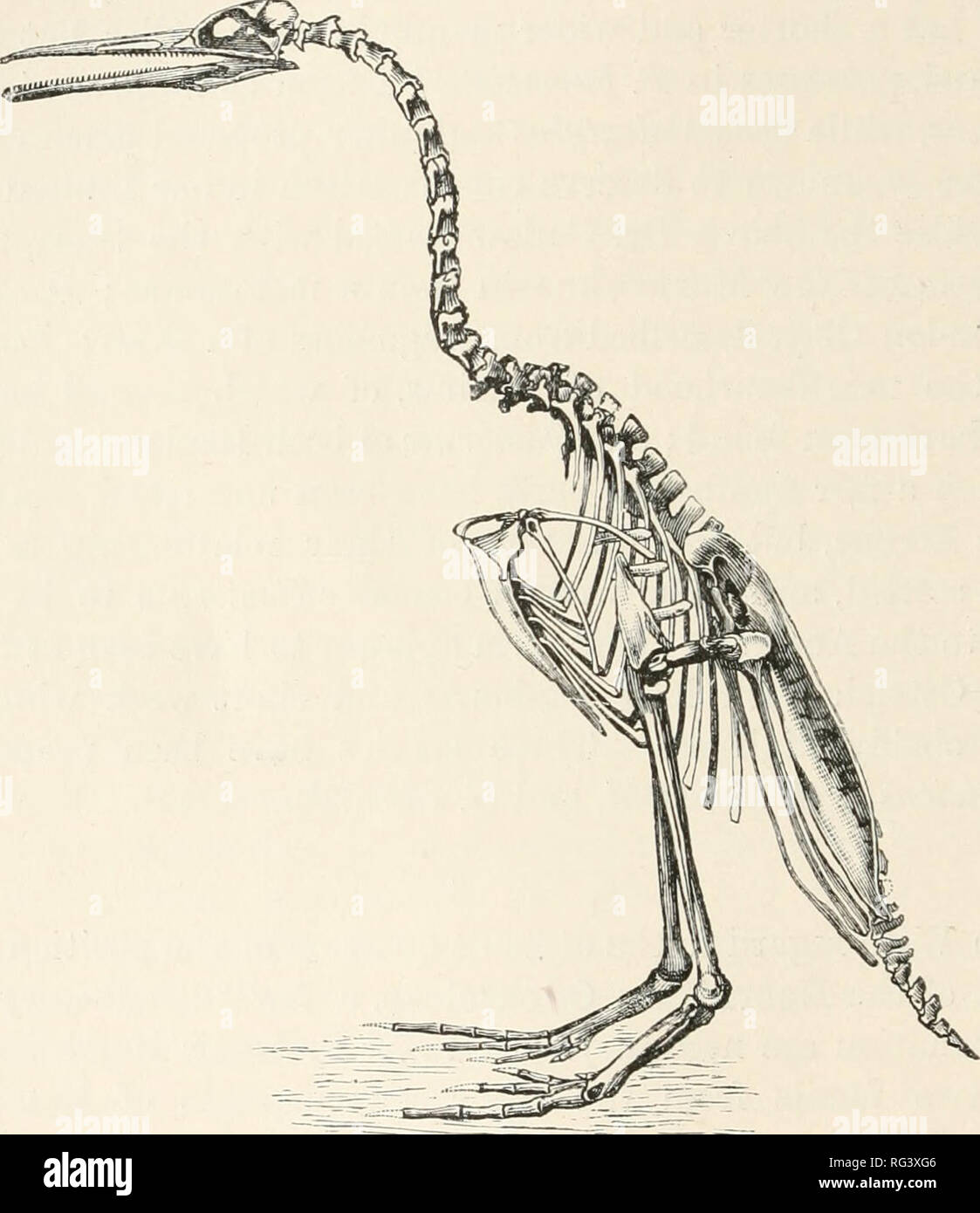 . Il Cambridge storia naturale. Zoologia. 46 NEORNITHES ODONTOLCAE i tuffatori e la somiglianza della seconda a Il Gabbiano-Tribe, proposto nel 1891^ per trattenere il termine Odontornithes per una serie di uccelli di terra ancestrale alla moderna serie di Carinatae sdentati, per la quale egli ha adottato il titolo Euornithes, utilizzato in un senso più stretto dal dottor Stejneger. Tuttavia, è stato deciso di seguire il dottor Gadow su questo punto; mentre i segni di distinzione dato sotto fanno sembrare almeno probabile che, mentre Ichthyornis può essere. Fig. 13.-Restauro di Hesperornis. (Da Huxley, dopo Marsh.) x j-. di cui Foto Stock