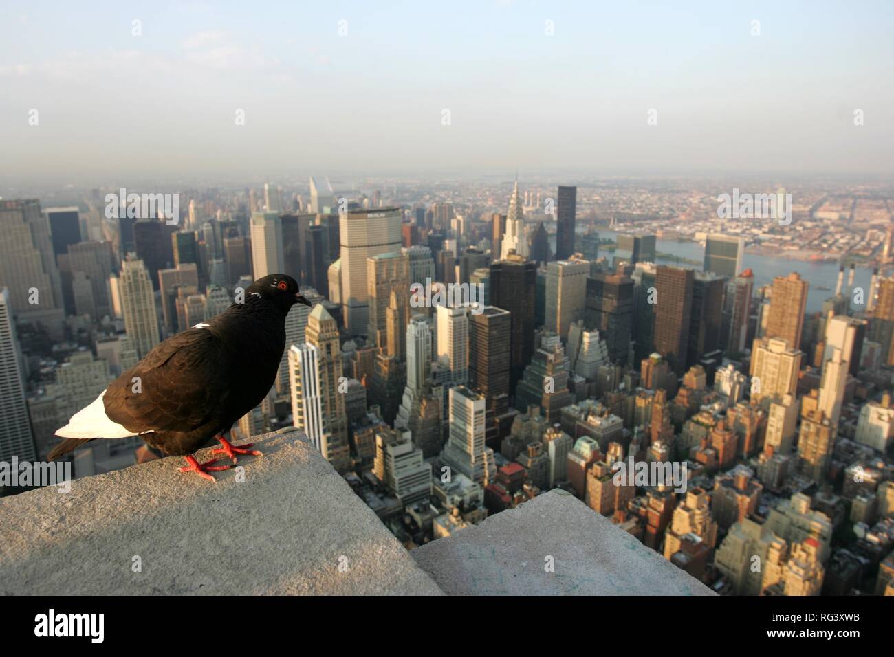 Stati Uniti d'America, Stati Uniti d'America, New York City: piccione sull'Empire State Building. Foto Stock