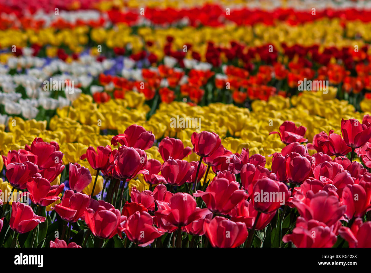 Campo di migliaia di tulipani colorati magnificamente Foto Stock