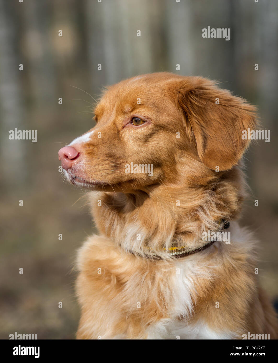 Nova Scoatia Duck Tolling Retriever (Duck Toller) Foto Stock
