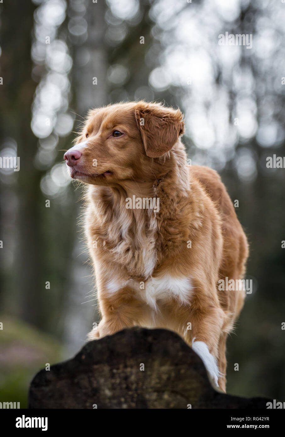 Nova Scoatia Duck Tolling Retriever (Duck Toller) Foto Stock