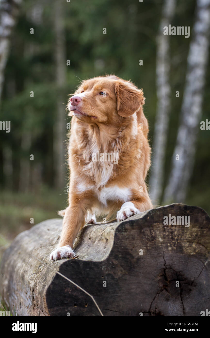 Nova Scoatia Duck Tolling Retriever (Duck Toller) Foto Stock