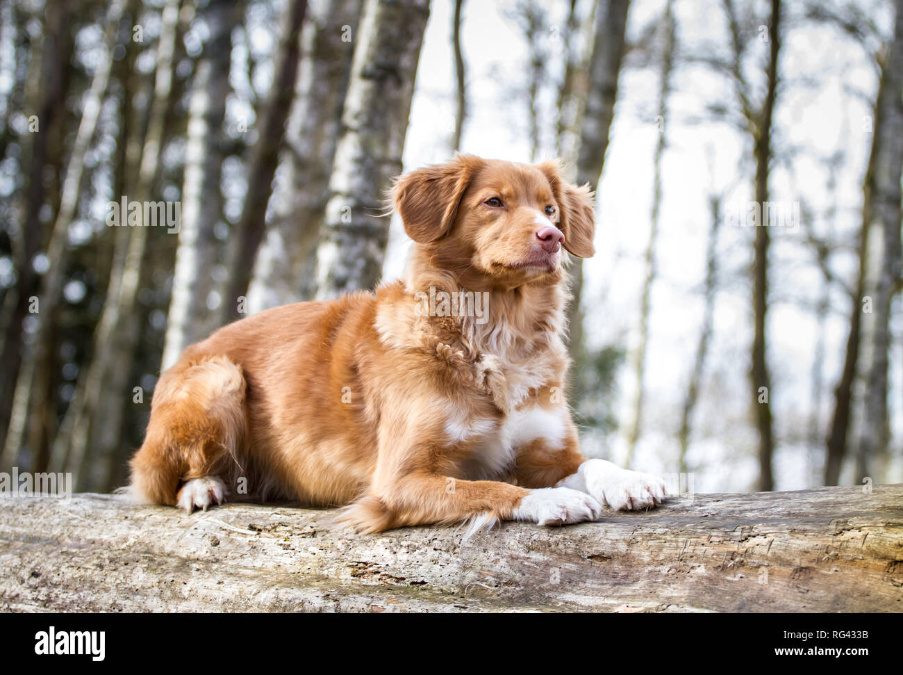 Nova Scoatia Duck Tolling Retriever (Duck Toller) Foto Stock