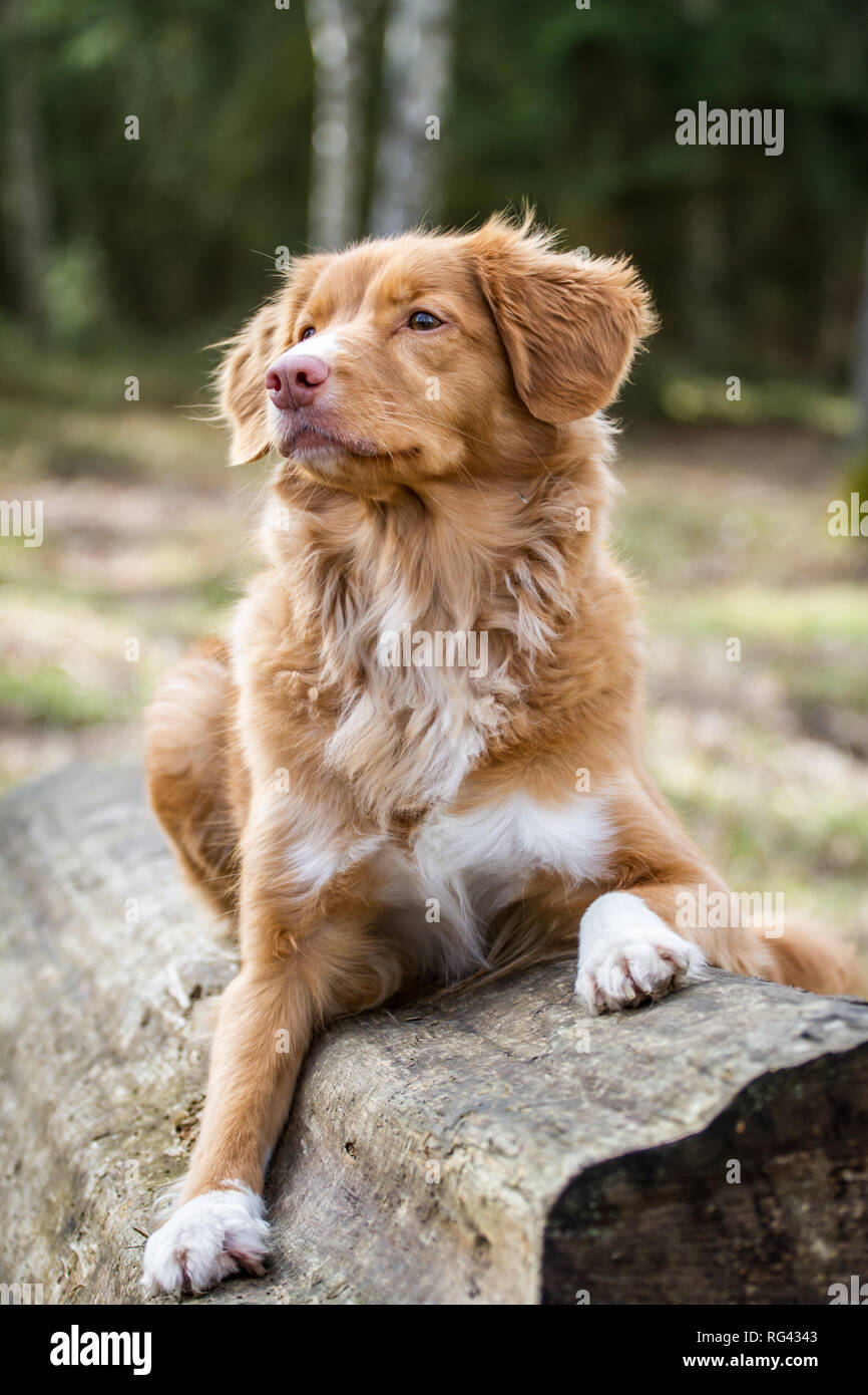 Nova Scoatia Duck Tolling Retriever (Duck Toller) Foto Stock