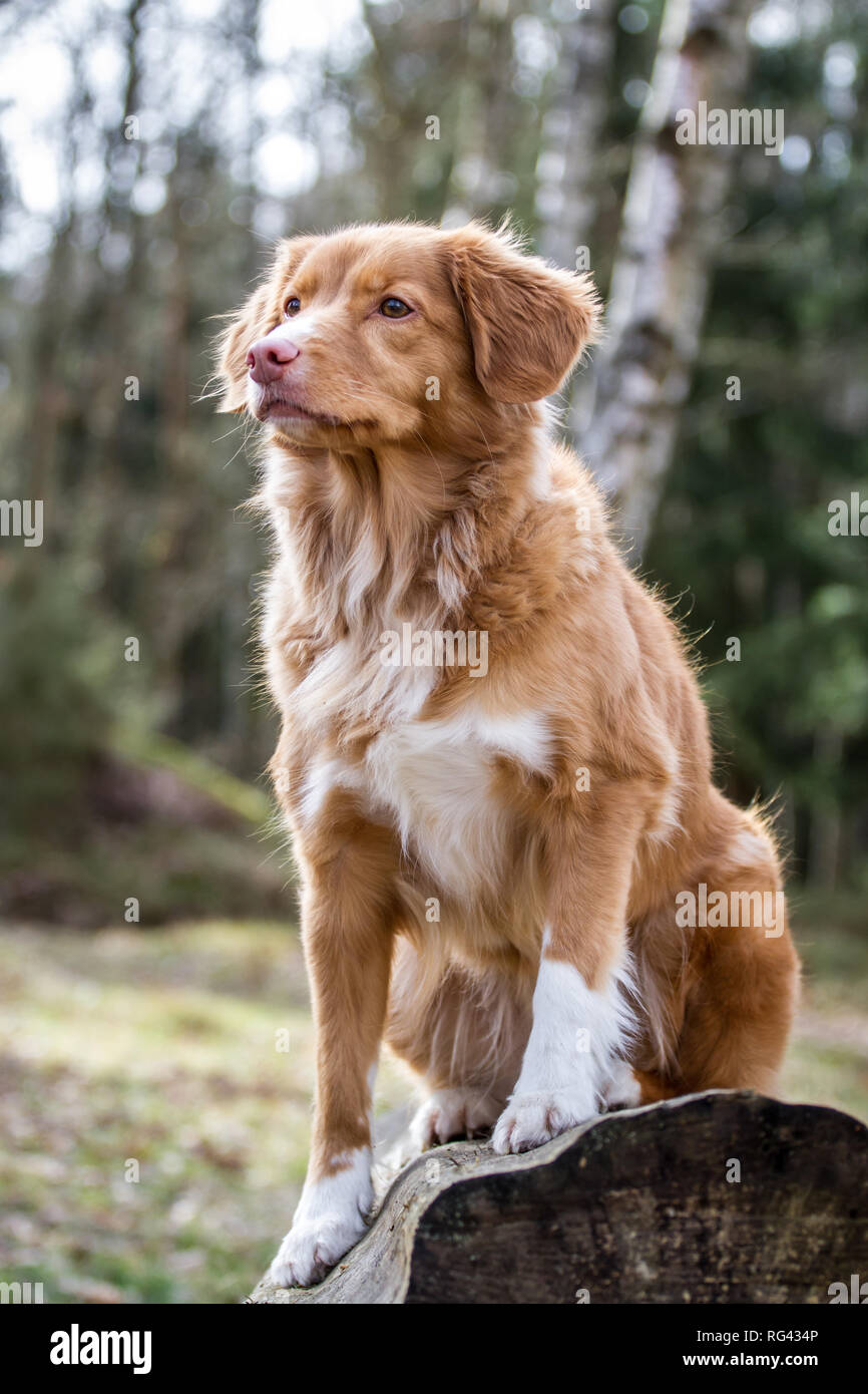 Nova Scoatia Duck Tolling Retriever (Duck Toller) Foto Stock