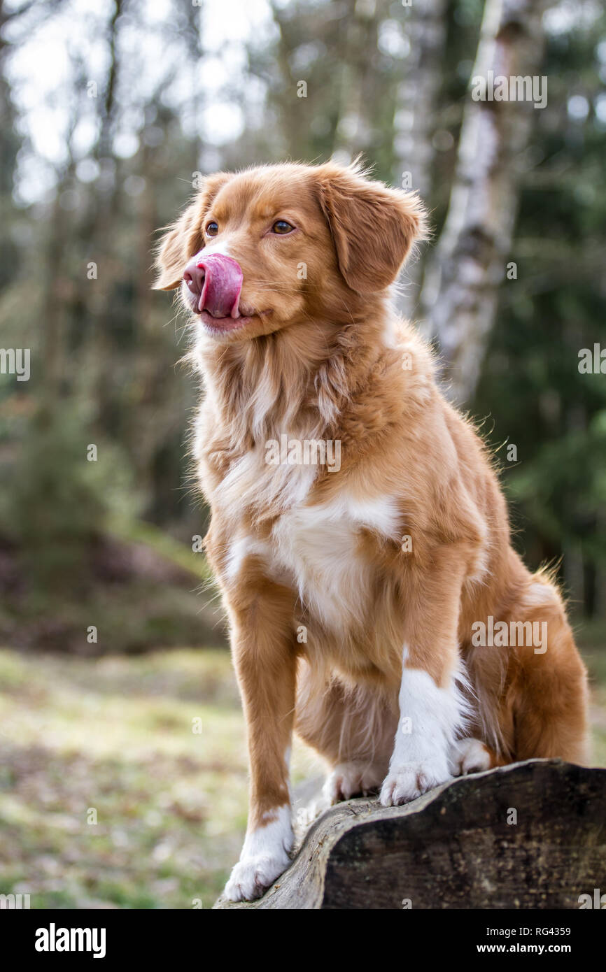 Nova Scoatia Duck Tolling Retriever (Duck Toller) Foto Stock