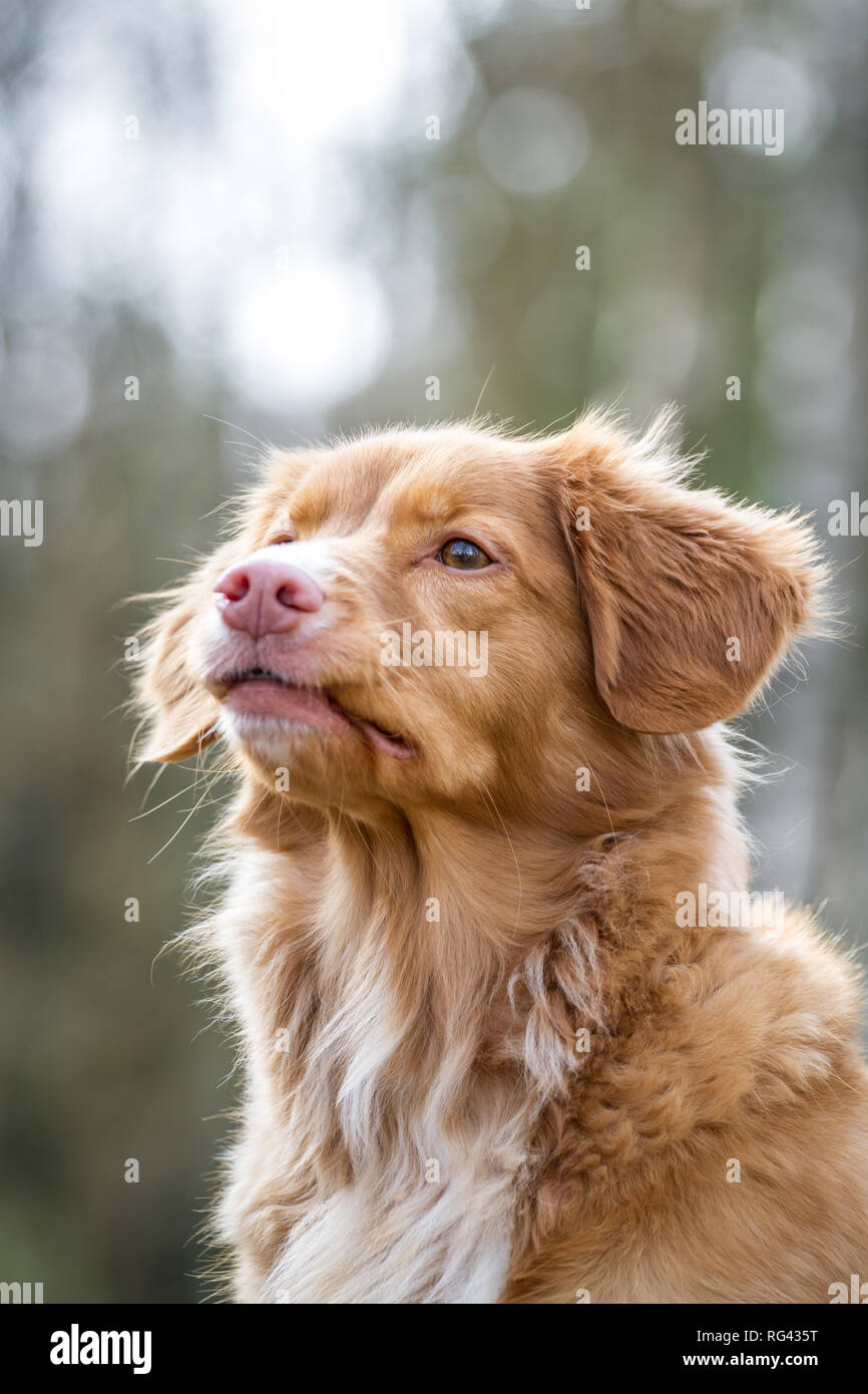 Nova Scoatia Duck Tolling Retriever (Duck Toller) Foto Stock