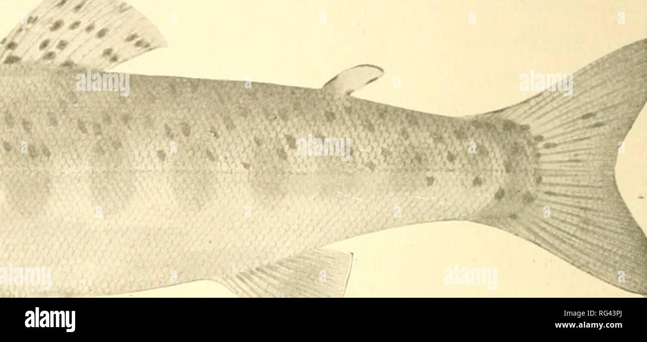 . California a base di pesce e selvaggina. Pesca -- California; gioco e gioco-uccelli -- California; Pesci -- California; popolazione animale gruppi; Pêches; Gibier; Poissons. 82 RELAZIONE DEL CONSIGLIO DI STATO DI PESCE commissari. Bluebaek salmone, e non una trota. La Steelhead è talvolta chiamato il Salmone Trota e llii.s nome non è inappropriato. Il Salmone Trota di Inghilterra è tuttavia soltanto un mare-run esempio del Parlamento trota di fiume o la trota fario Salmo eriox, una specie che è chiamato anche nei libri Salmo fario e Salmo tnitta. *. Giovani STEELHEAD trota. Dall'altra trota le Steelhead è meglio kn Foto Stock
