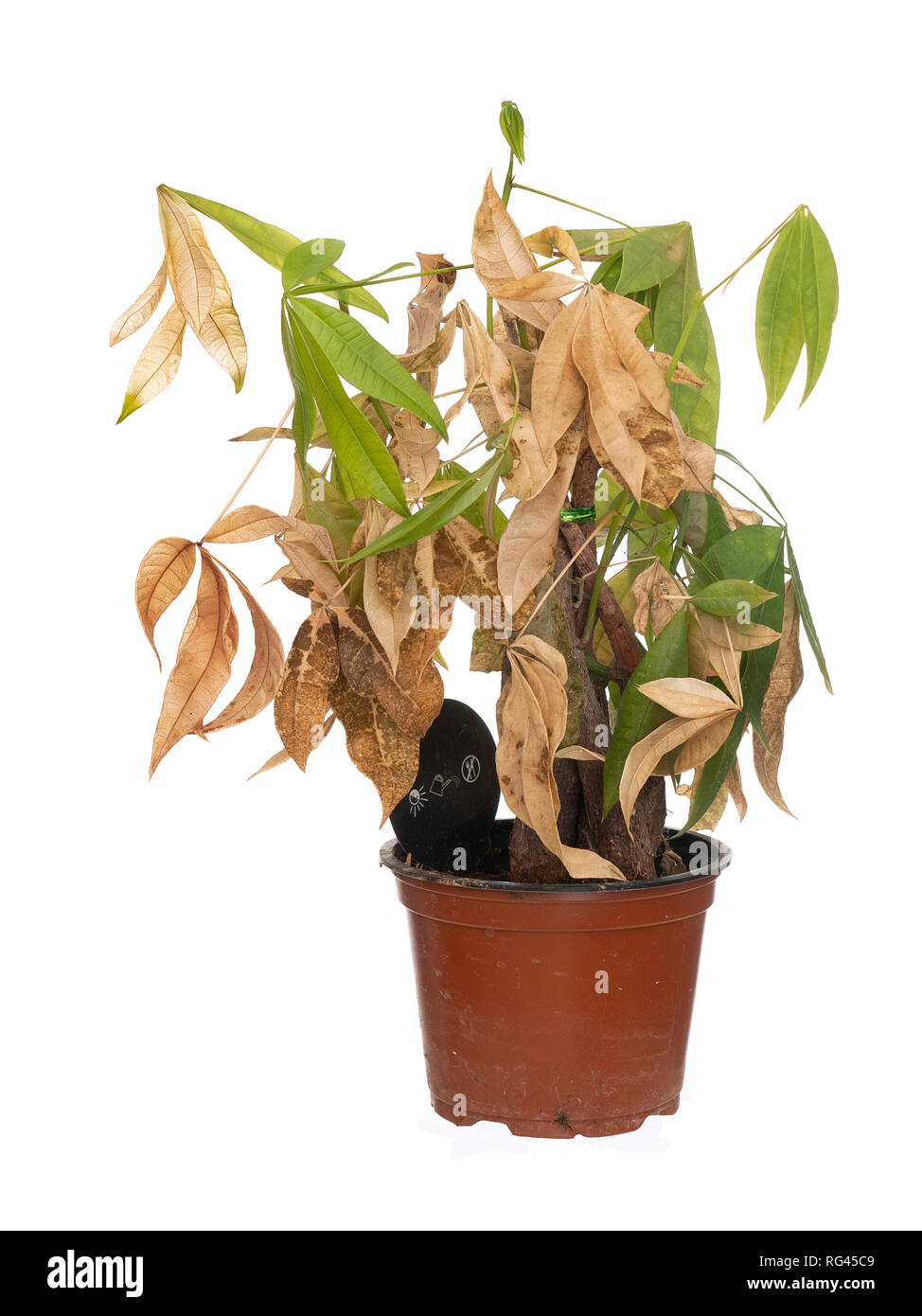 Morto e houseplant secco nel recipiente isolato su sfondo bianco. Essa è stata Pachira aquatica, aka Money Tree. Foto Stock