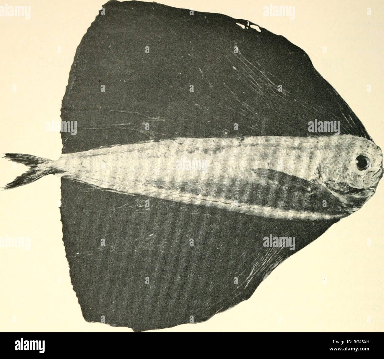 . California a base di pesce e selvaggina. Pesca -- California; gioco e gioco-uccelli -- California; Pesci -- California; popolazione animale gruppi; Pêches; Gibier; Poissons. 566 California a base di pesce e selvaggina. La figura 1. Fanfish, Pferadis velifera. Fotografia del campione montato la cortesia di Istituto Scripps di oceanografia, La Jollo, California. 1.3 cm. tlirouo-h area appena anteriore alla pinna caudale, 3.4 cm. throngli area di operoiluiii: bilancia variabile, molti Avith posto centralmente; Dorso Duro scale e raccordo tiglitly contro il corpo: mese e margine di opercnlnm quasi inclistingnishable in fresco campione; Foto Stock