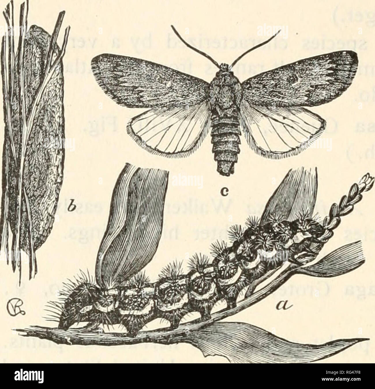 . La farfalla libro; una famosa guida per una conoscenza delle farfalle del Nord America. Farfalle -- America del Nord. Noctuidae caduta dell'anno è molto abbondanti in luoghi dove questa pianta cresce. Fa alcuni danni al cotone-piante nel sud, ma da mano- prelevare può essere facilmente tenuto sotto. Il bozzolo, che è com- posti di seta di colore giallastro è lungo e ovale. Ci sono due covate in Medio membri. La entra in modalità di ibernazione in- sette emerge dalla loro bozzoli in maggio, fiinf tfiiiu'''J V,^raM^afi^^^ ^"* '^^y le loro uova. I bruchi de- velop e la seconda prole di falene ap- pere fino Foto Stock