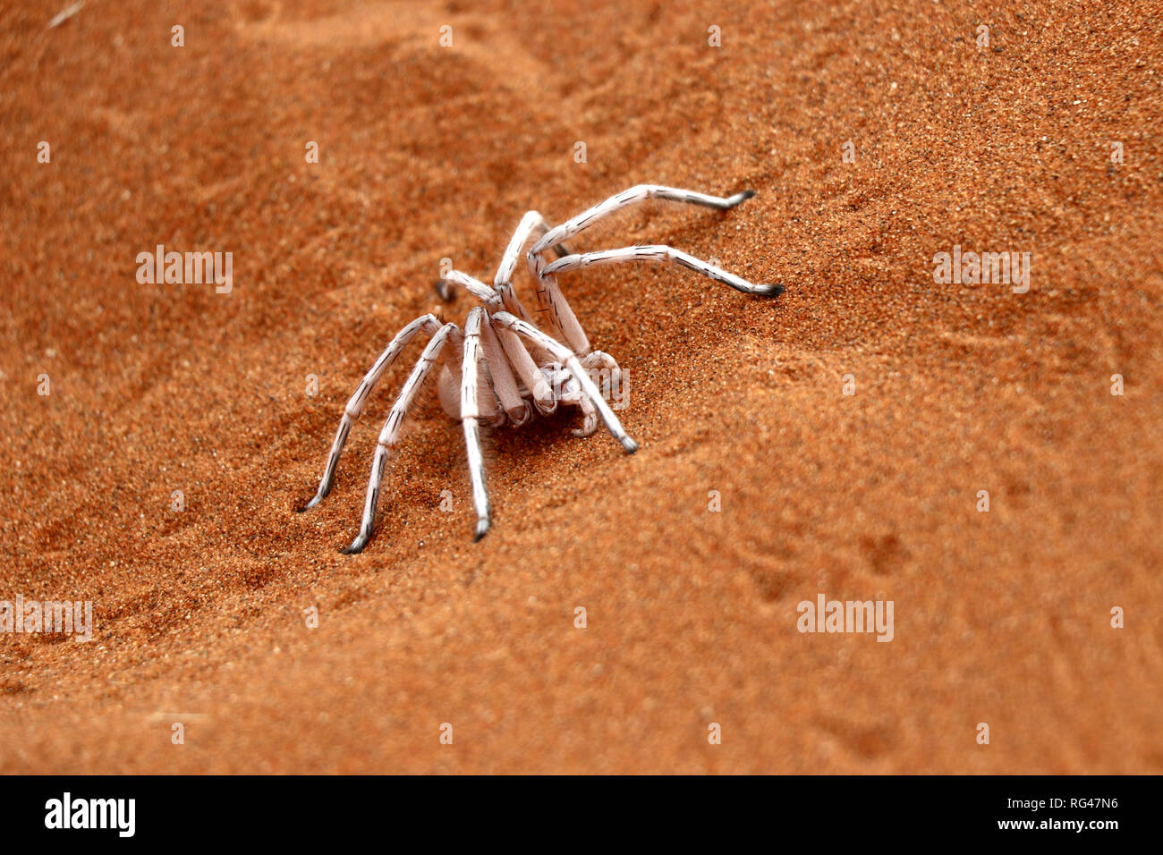 Dancing white lady spider - Namibia Africa Foto Stock