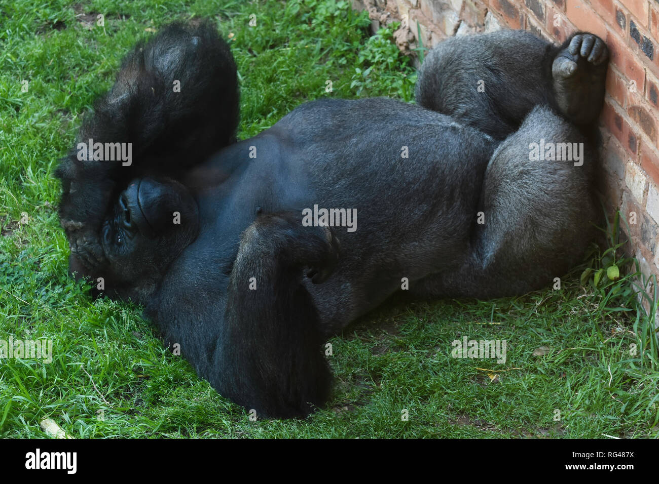 Western Gorilla Silverback sulla sua schiena (gorilla gorilla) Foto Stock