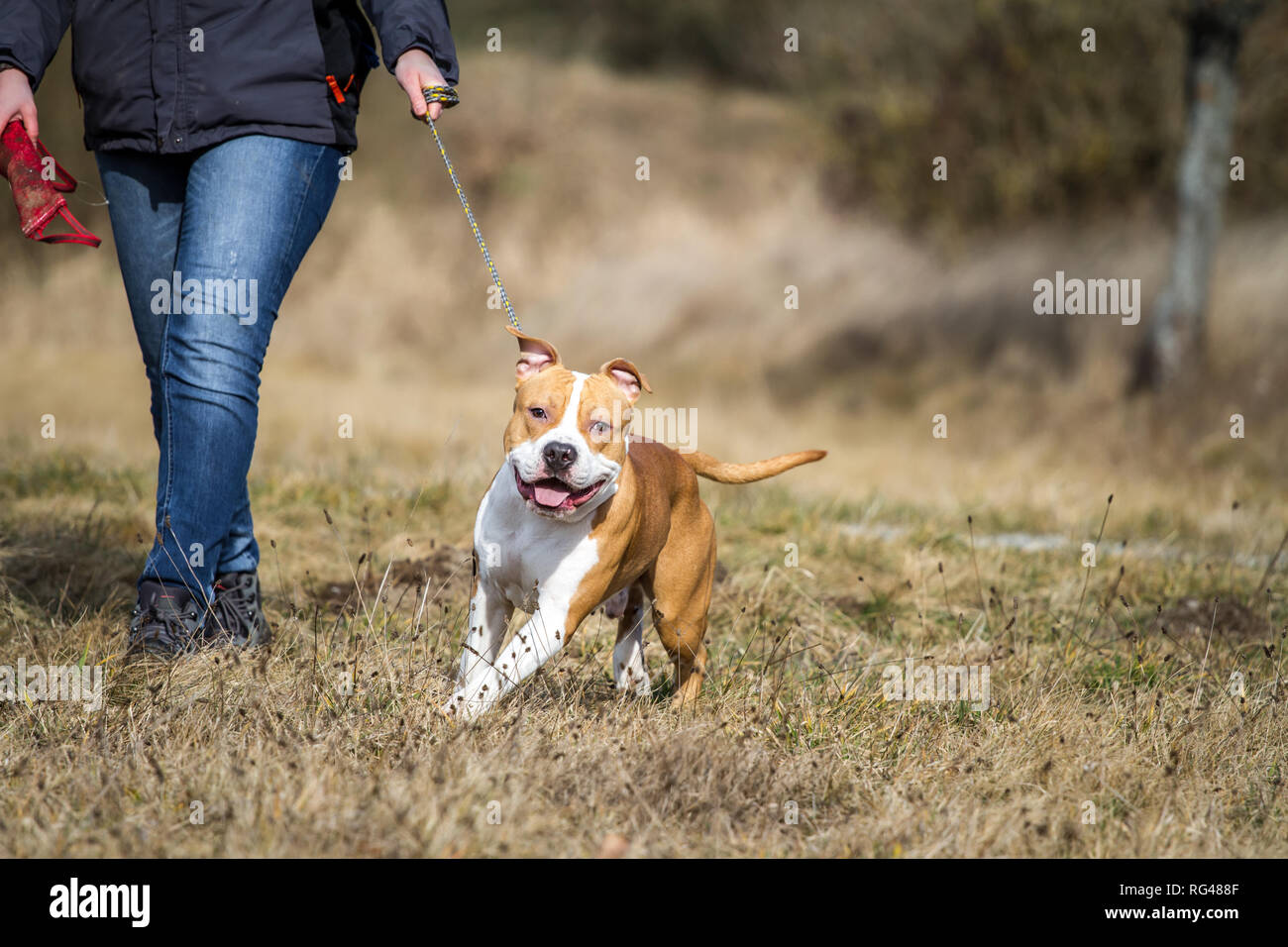 Giovane maschio American Staffordshire Terrier tira al guinzaglio Foto Stock