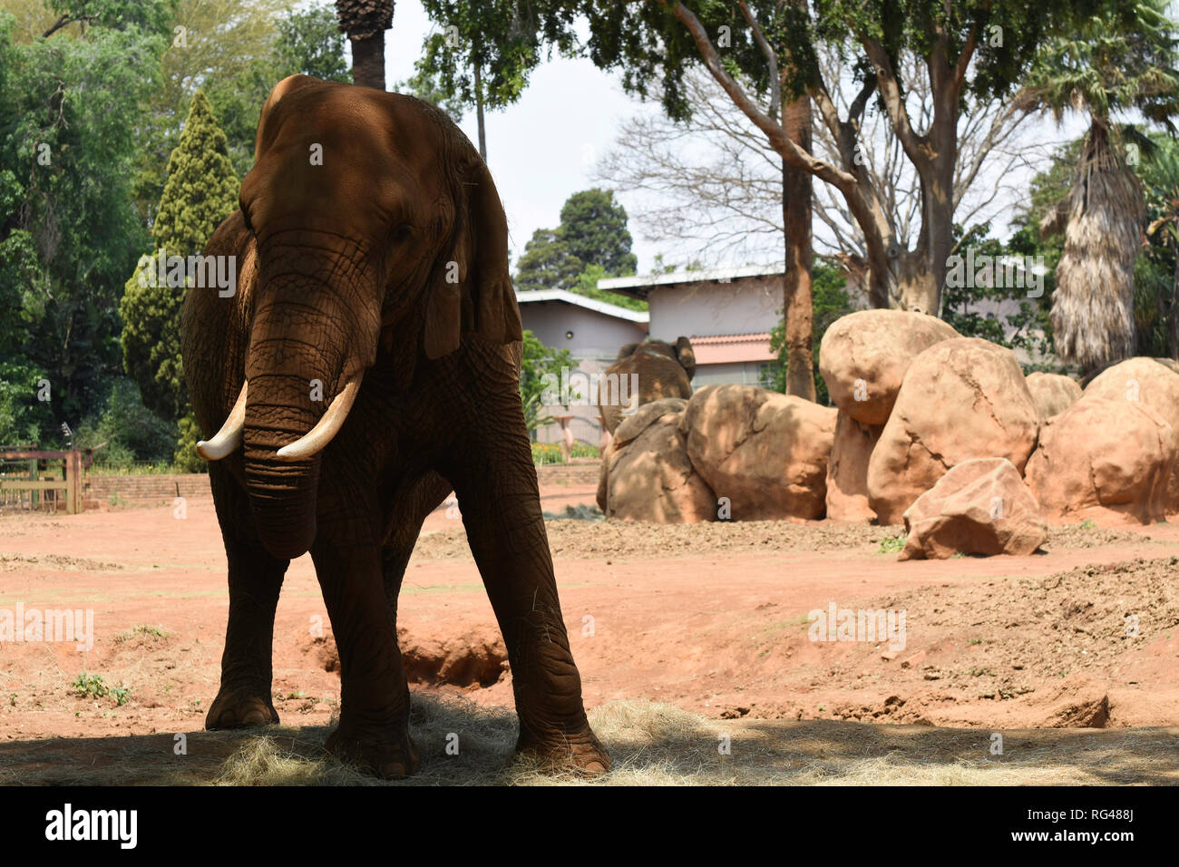 Polveroso bush africano Elefante In Park (Loxodonta africana) Foto Stock