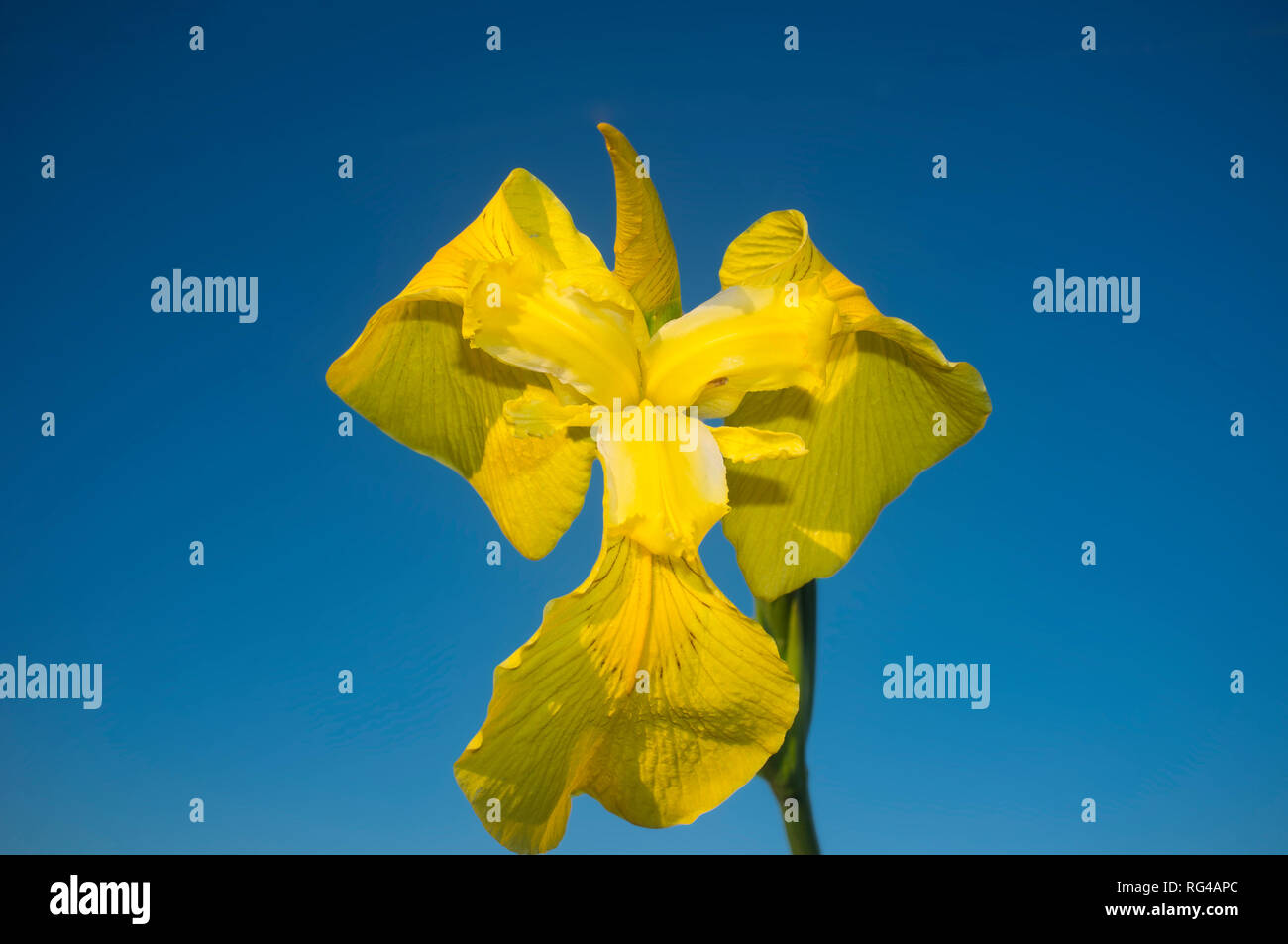 Wild Iris pseudacorus, bandiera gialla, iris gialla o acqua bandiera. Cielo blu sullo sfondo Foto Stock