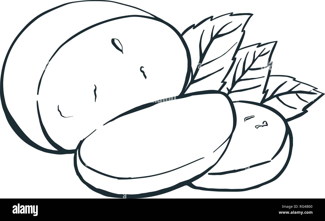 Il formaggio mozzarella di bufala con foglie di basilico. Disegnata a mano incisione. Illustrazione Vettoriale. Illustrazione Vettoriale