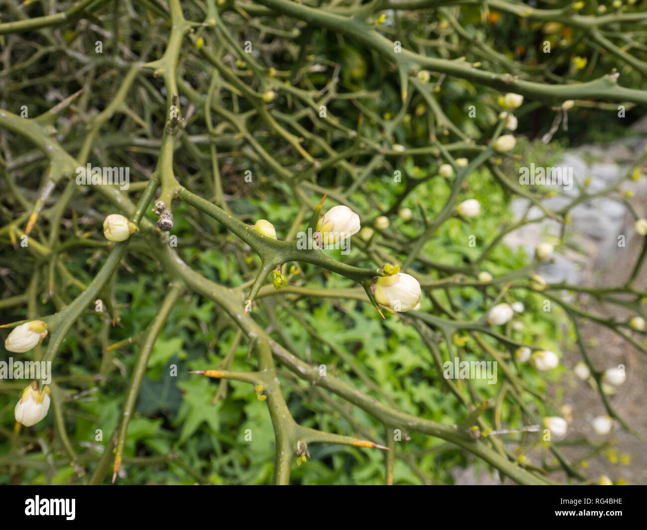 Poncirus trifoliata o trifoliate arancione fioritura delle piante Foto Stock