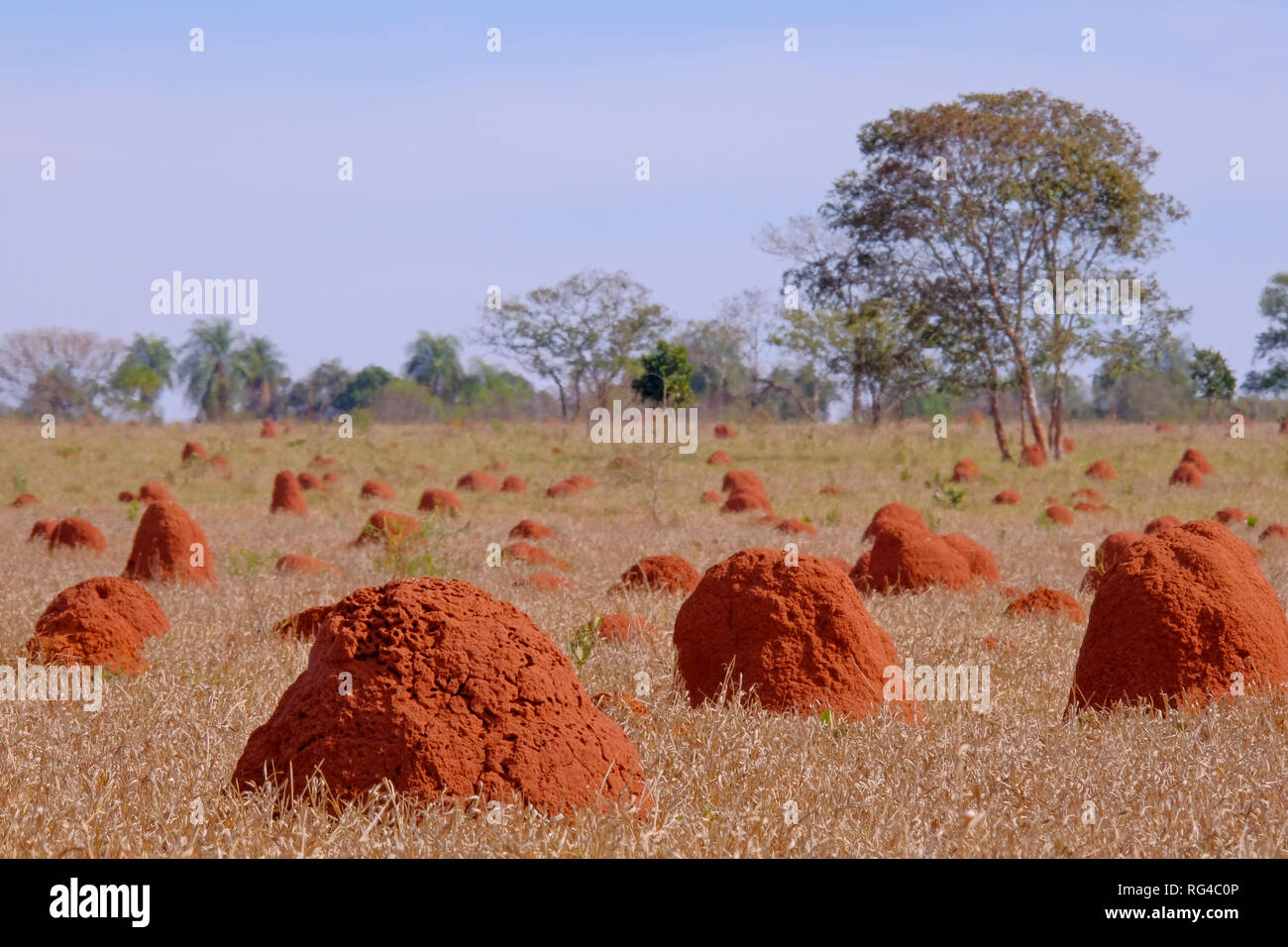 Bella termite tumuli su asciutto erboso campo agricolo, Bonito, Mato Grosso, Pantanal, Brasile Foto Stock