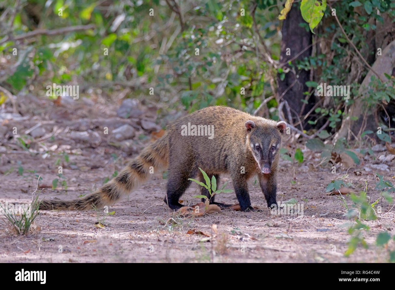 Crab-eating Raccoon, sud americana Raccoon, Procione Cancrivorus, Mato Grosso, Pantanal, Brasile Foto Stock