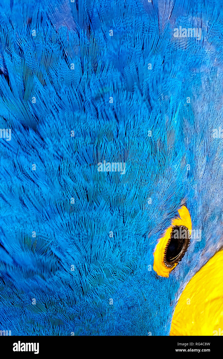 Close-up di testa, occhio e piume di Ara Giacinto, Anodorhynchus Hyacinthinus, Hyacinthine Macaw, Pantanal, Brasile Foto Stock