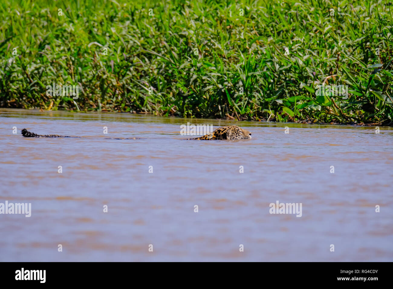 Jaguar, Panthera onca, Femmina, nuota attraverso Cuiaba River, Porto Jofre, Pantanal Matogrossense, Pantanal, Brasile Foto Stock