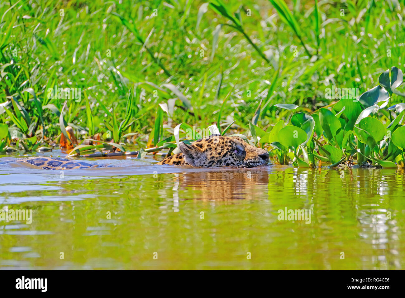Jaguar, Panthera onca, Femmina, nuota attraverso Cuiaba River, Porto Jofre, Pantanal Matogrossense, Pantanal, Brasile Foto Stock