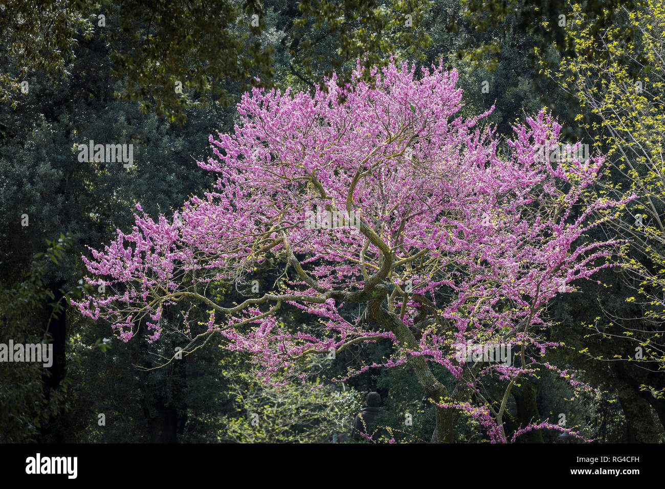 Viola struttura jacaranda in fiore, Roma, Italia, Europa Foto Stock