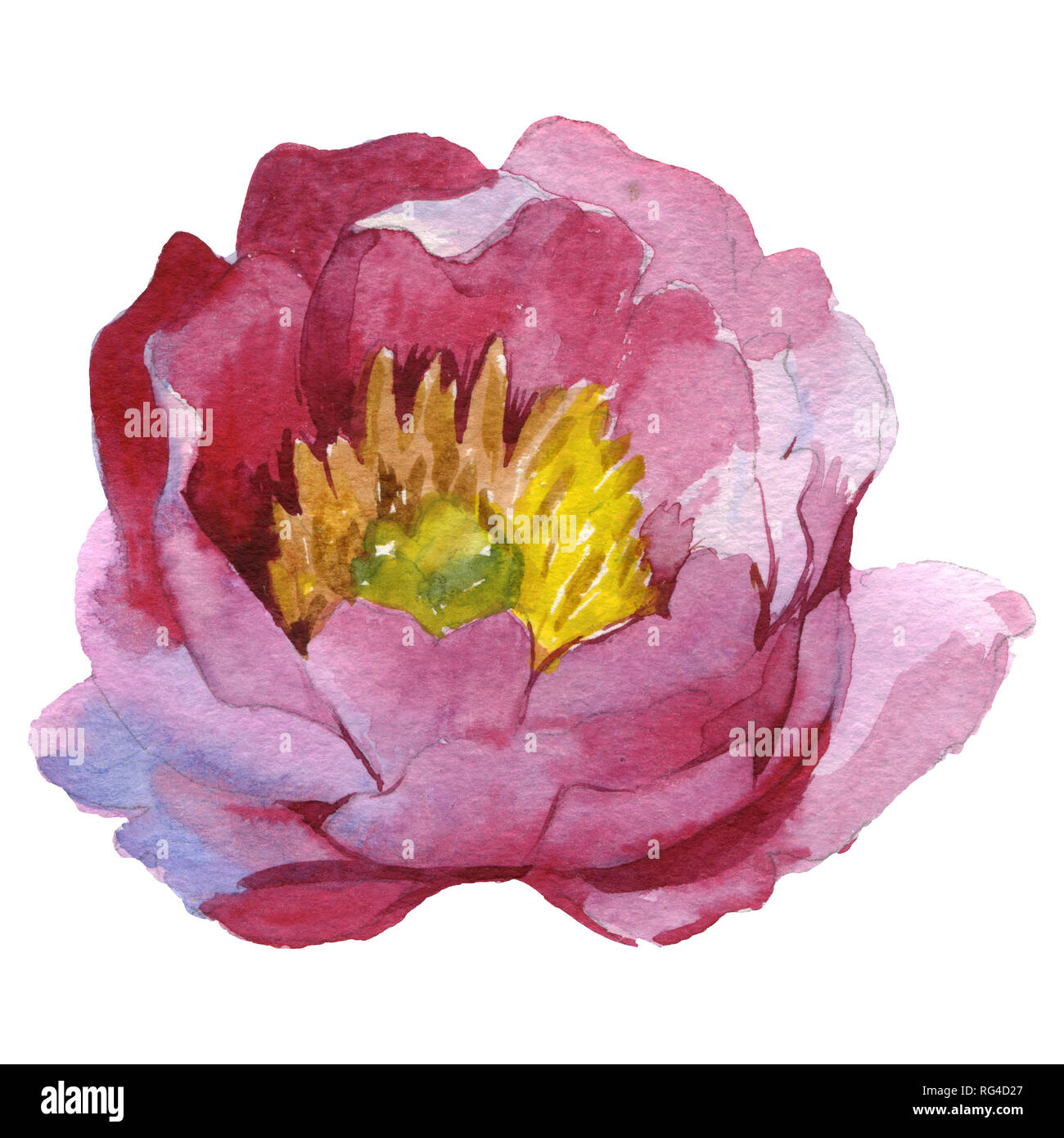 Rosa peonia floreale di fiori botanica. Acquerello illustrazione dello sfondo impostato. Isolato peonia illustrazione elemento. Foto Stock