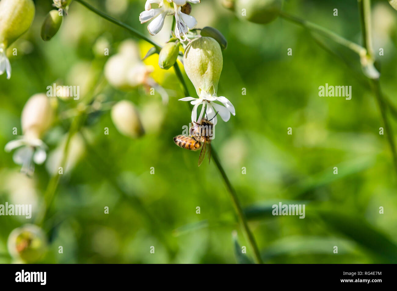 Bee raccogliere il polline di un fiore bianco su una verde sfondo sfocato Foto Stock