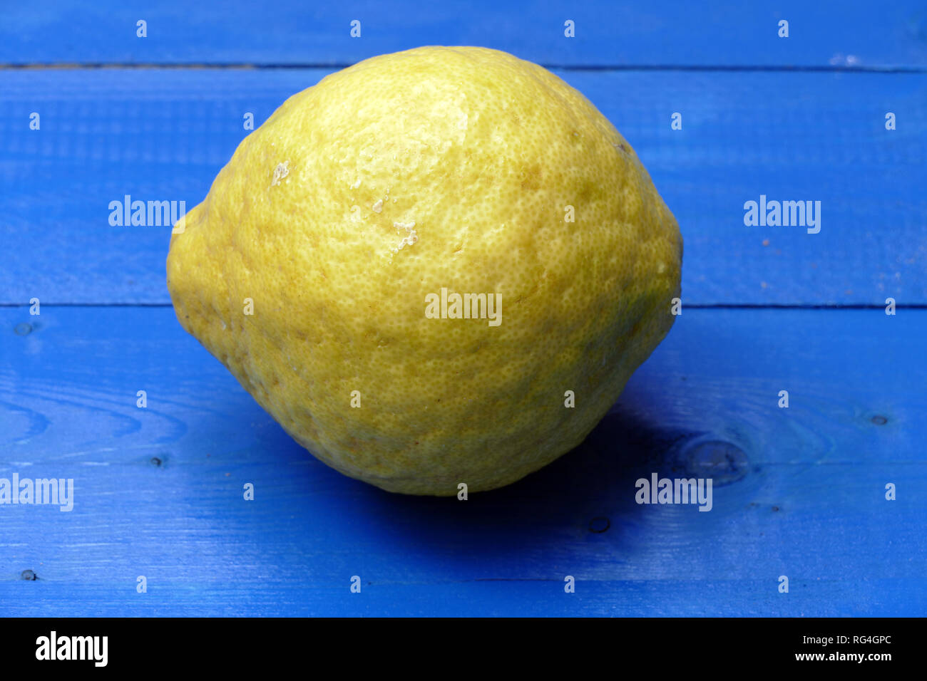 Cedrat (Citrus medica) in studio. Foto Stock