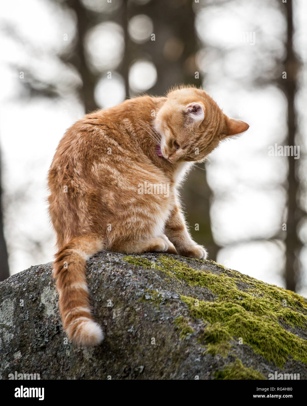 Rosso tabby cat toelettatura stesso (Felis silvestris catus) Foto Stock