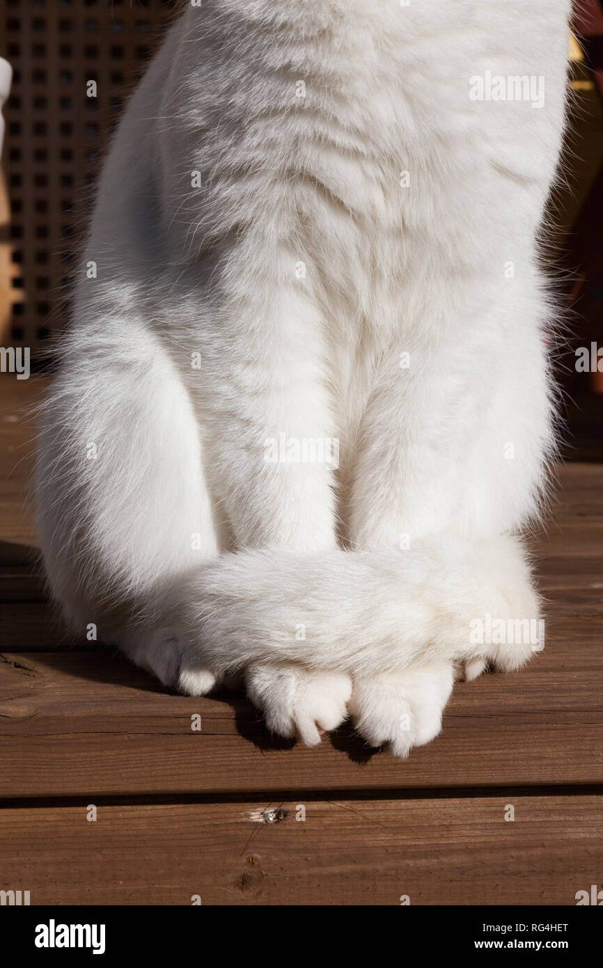 White cat paws fuori Foto Stock