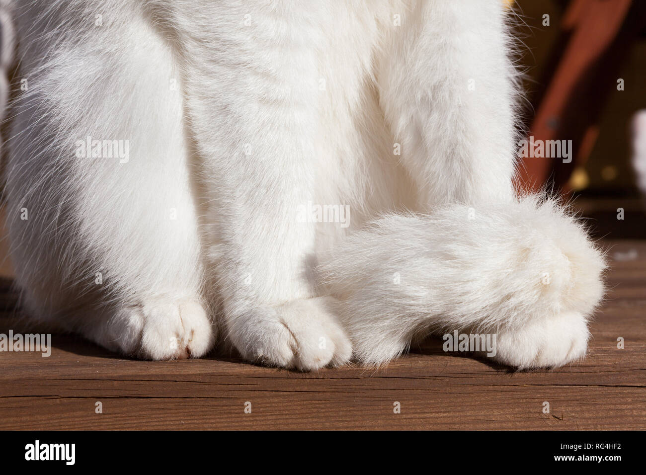 White cat paws fuori Foto Stock