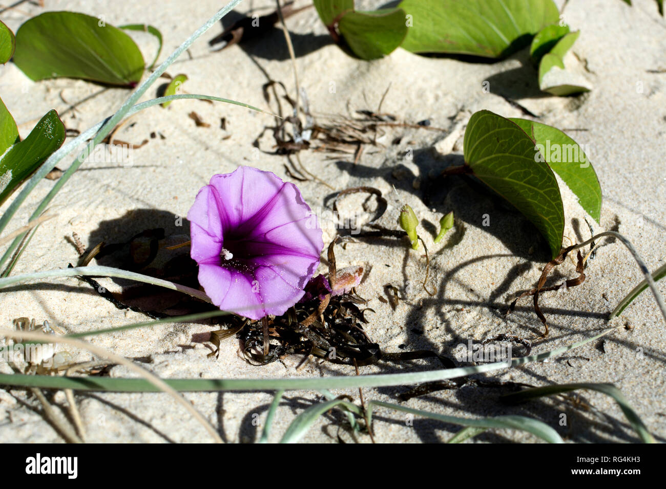 Gloria di mattina spiaggia fiore (Ipomoea pes-caprae), North Stradbroke Island, Queensland, Australia Foto Stock