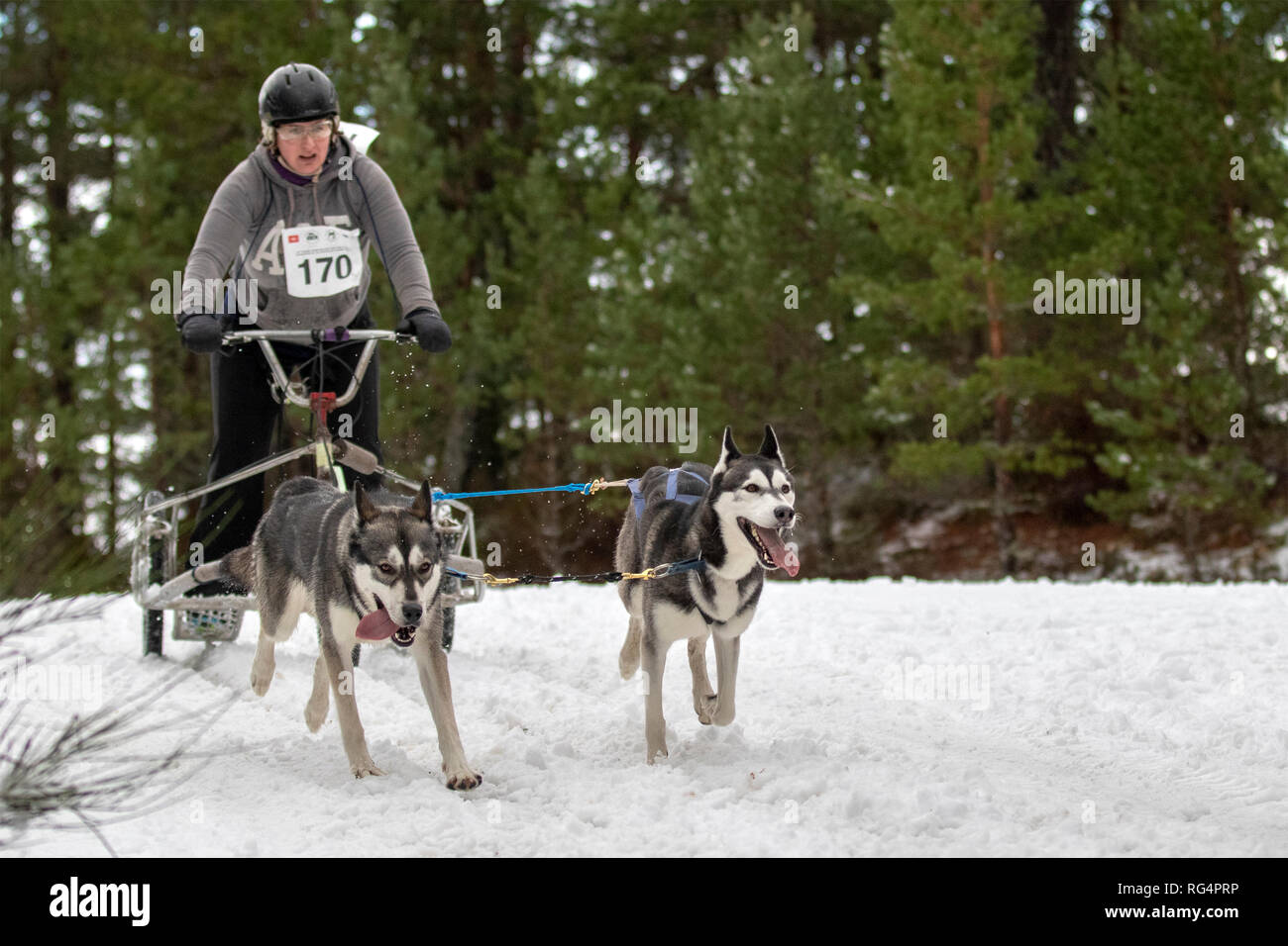 Aviemore Scozia, Regno Unito - Gennaio 27th, 2019: un runner nel Siberian Husky Club di Gran Bretagna 36th Aviemore Sled Dog Rally 2019 Credit: AC Immagini/Alamy Live News Foto Stock