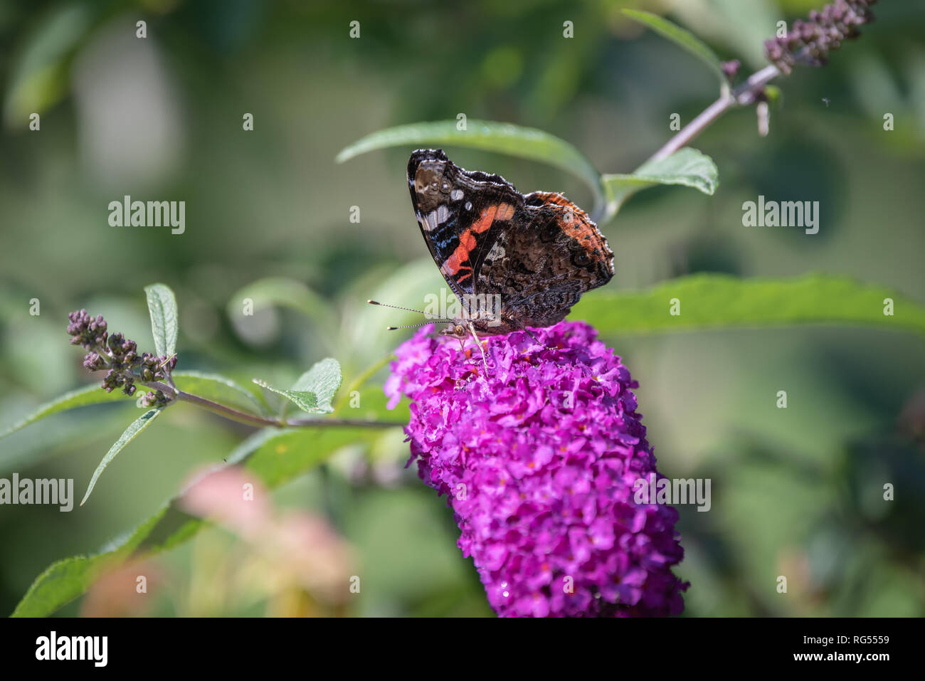 Colore macro all'aperto di una Vanessa Atalanta/red admiral/red butterfly ammirevole su una fioritura viola fiore lilla su una soleggiata giornata estiva Foto Stock