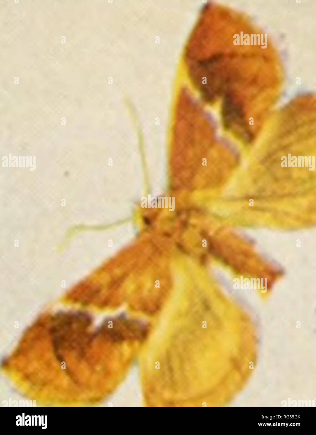 . La farfalla libro; una famosa guida per una conoscenza delle farfalle del Nord America. Farfalle -- America del Nord. Vhs Moth Prenota XLVll piastra. ^V- 2 â ¢ ^ ^^^ % :' %f^ 11 "^ â ^ '^ -P' ^^ "^ ' " "^^ 1 .^ 13 â ¢* â ¢^.5 .? f i ^^. V %â€ 22 18 20 19 VW 21 25 27 ^' H^ 30. Si prega di notare che queste immagini vengono estratte dalla pagina sottoposta a scansione di immagini che possono essere state migliorate digitalmente per la leggibilità - Colorazione e aspetto di queste illustrazioni potrebbero non perfettamente assomigliano al lavoro originale. Holland, W. J. (William Jacob), 1848-1932. Città Giardino, N. Y. , Doubleday, pagina &AMP; C Foto Stock