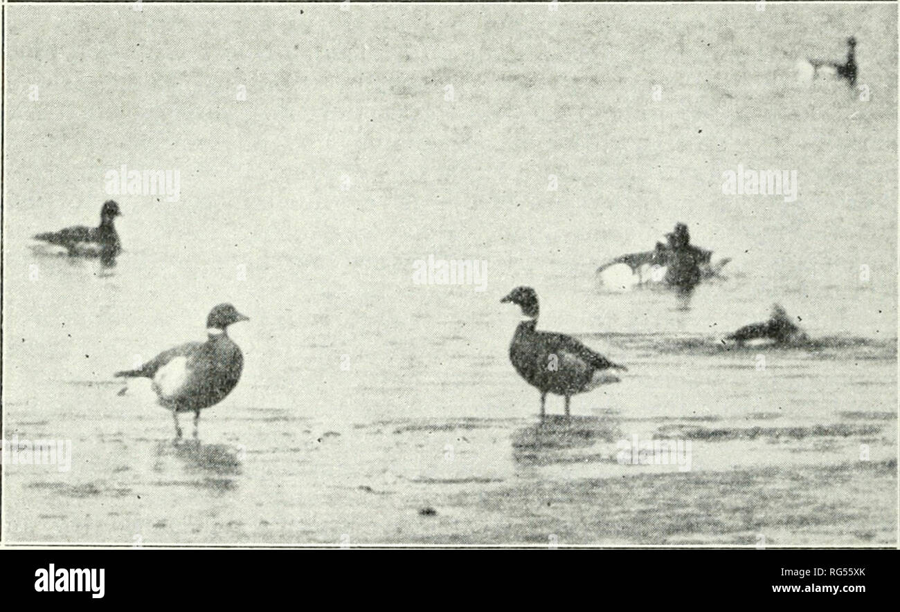 . California a base di pesce e selvaggina. Pesca -- California; gioco e gioco-uccelli -- California; Pesci -- California; popolazione animale gruppi; Pêches; Gibier; Poissons. 398 CALIFORNIA a base di pesce e selvaggina conta per il nero brant sono forniti qui di seguito per mostrare l abbondanza delle specie in diversi mesi: Marzo 11, 1928 3135 aprile 8, 1928 1837 Maggio 6, 1928 87 Settembre 20. 1928 Nessuno Ottobre 13, 1928 Nessuno Novembre 11, 1928 270 16 Dicembre 1928 3087 gennaio 20, 1929 2490 Marzo 24, 1929 6280 aprile 7, 1929 3271 Maggio 12, 1929 51 nella spiegazione del fatto che quasi tAvice come molti uccelli sono stati notati in marzo, 192 Foto Stock