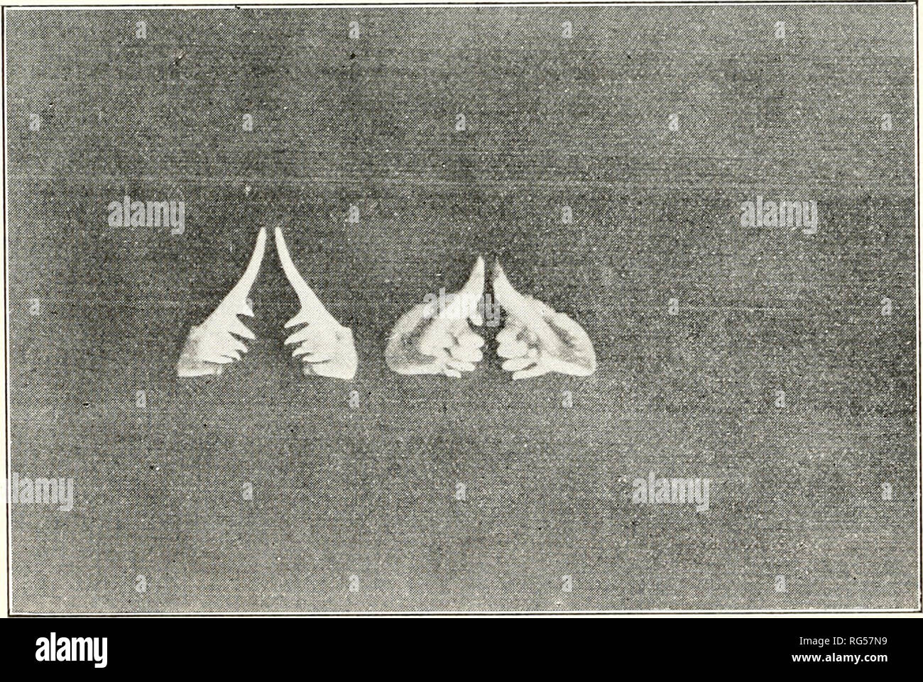 . California a base di pesce e selvaggina. Pesca -- California; gioco e gioco-uccelli -- California; Pesci -- California; popolazione animale gruppi; Pêches; Gibier; Poissons. FiG. 91. Hardhead {Mylopharodon conocephalus). Lunghezza (totale) 15 pollici. Il tiglio ramo della North Fork di piuma sul fiume vicino Virgilia, Plumas County, California. Giugno 16, 1928. Fig. 92. Abbassare faringea denti di Ptychocheilus (sinistra) e Mylopharo- don (a destra). godon, che può essere tradotto '' smerigliatrice-faringe-dente.'' Come accu- rately questa parola descrive il pesce in questione saranno apprezzati quando si osserva la ingrandita phar molare Foto Stock